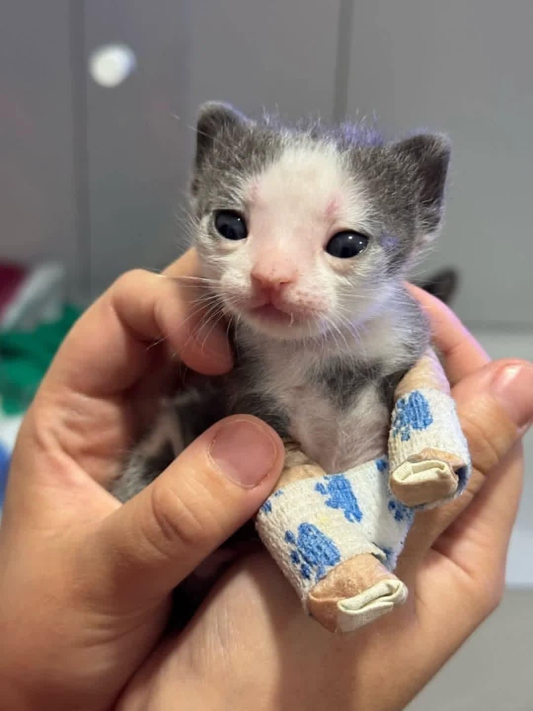 这小猫鼠里鼠气[喵喵] ​​​