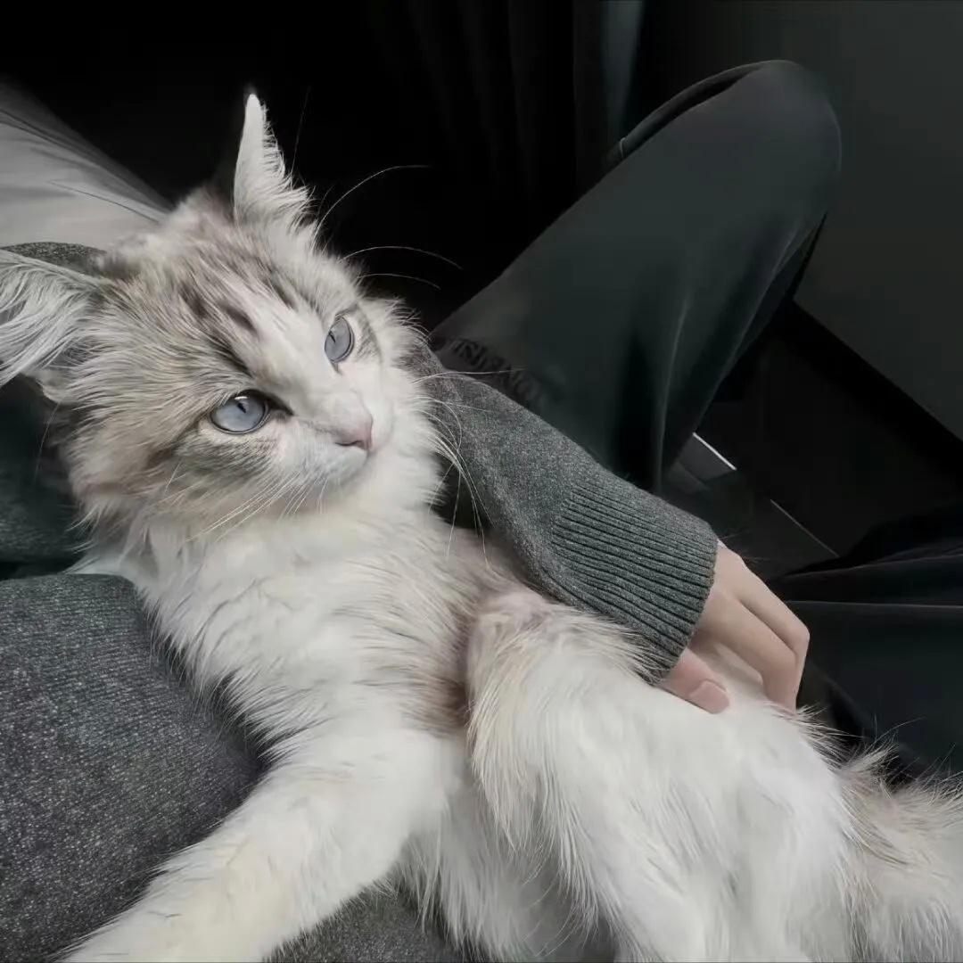 𝙎𝙝𝙖𝙧𝙚丨忧郁系背景图 