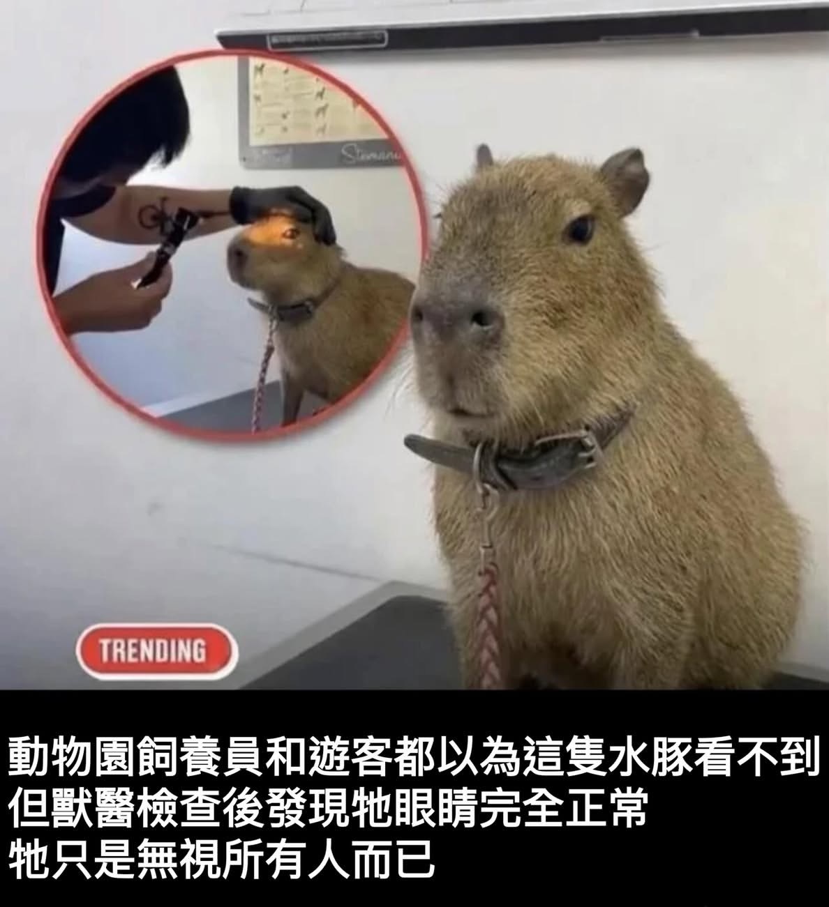 这简直就是我meme