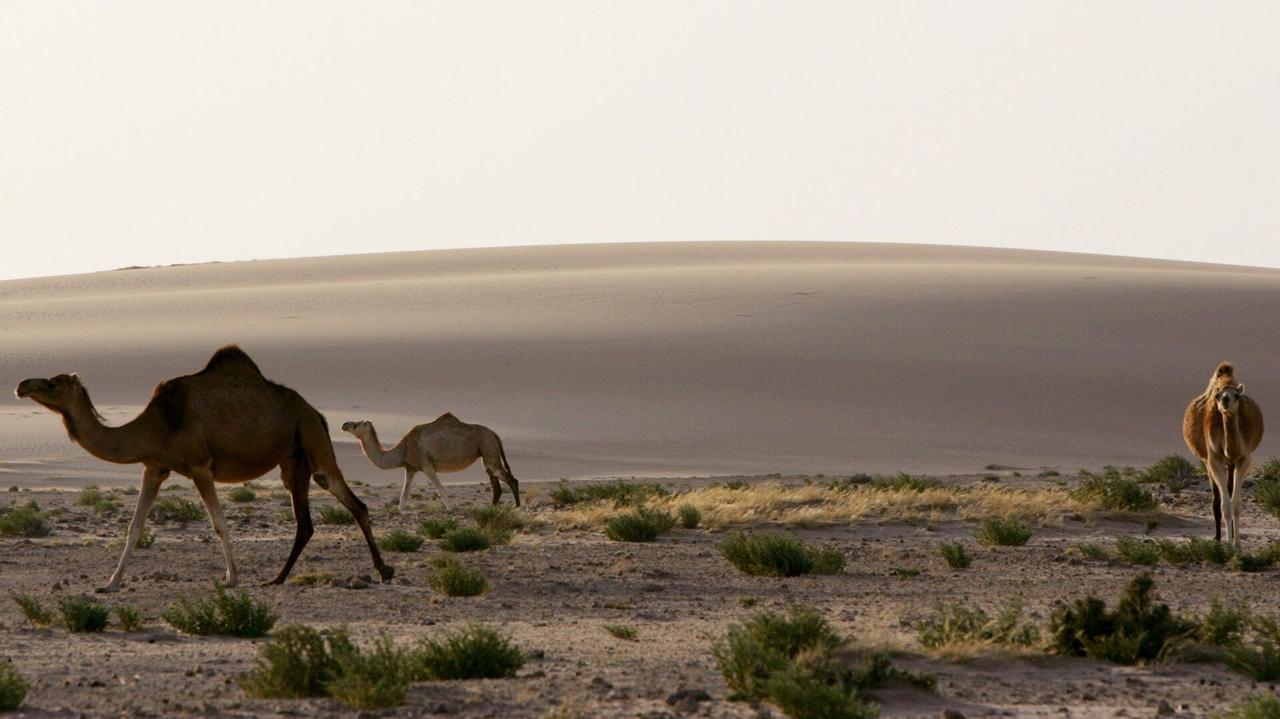 澳大利亚广播公司（ABC）：澳大利亚北领地骆驼成灾 地方政府请求支援

俄罗斯卫