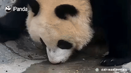 【大熊猫提醒你夏天要多喝水】滚滚发来一条温馨提醒✉️：要多喝水，多吃饭，多想我～