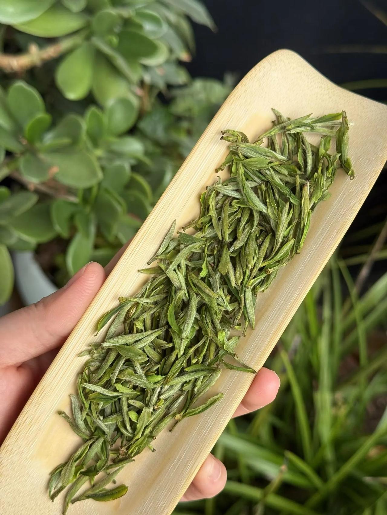 早晨上班泡上一杯清茶🍵
一天的感觉就是神清气爽啊！
我喜欢😍这种来自家乡的绿