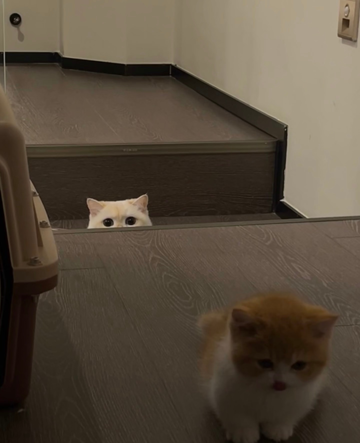 猫猫祟祟 