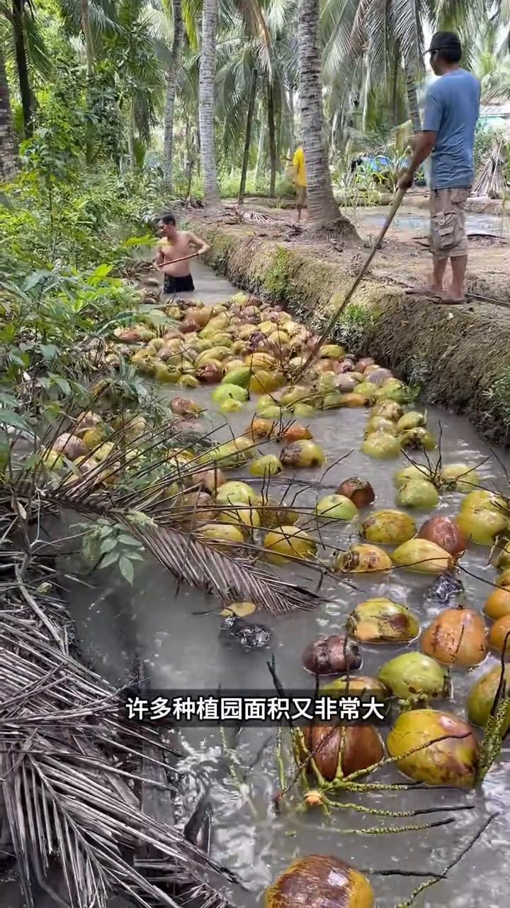 水渠巧运椰子。
为什么印度尼西亚的工人要把大量椰子直接倒进水渠？原来他们是在利用
