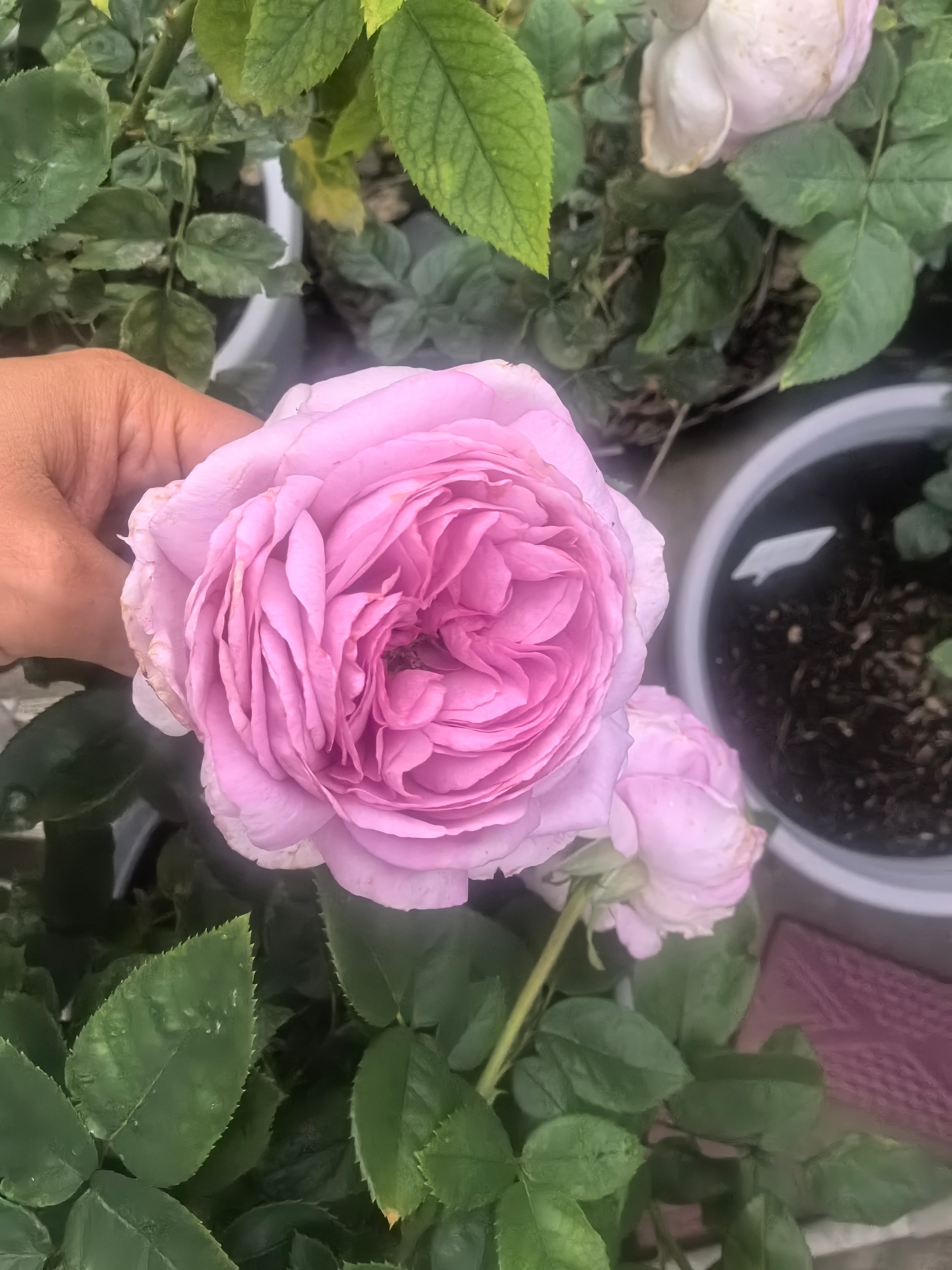 月季 超话里花友多么？ 