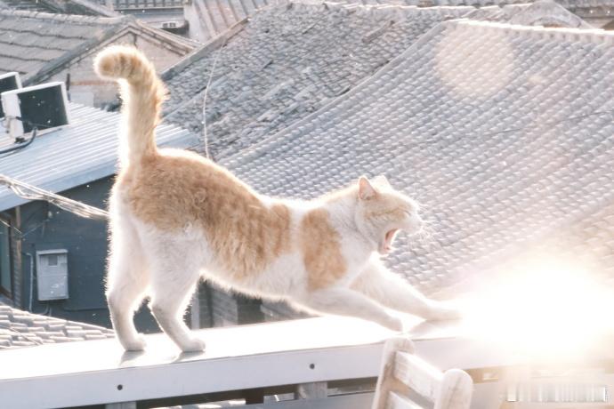 #周雨彤天台侧颜照##周雨彤和小猫一起伸懒腰# 周雨彤在天台的侧颜照美丽得不可方