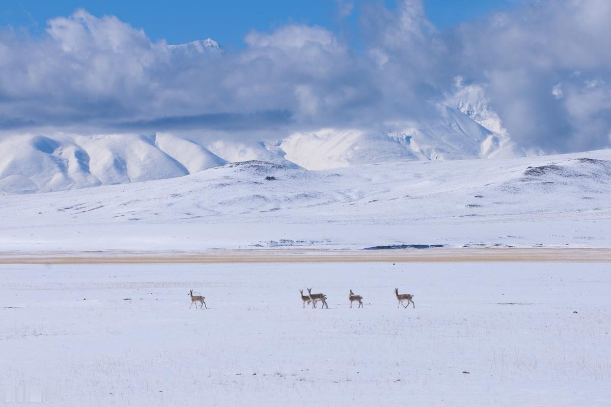 走进西藏普兰县，雪山包围，人与风景水乳交融。人只要一抬头，圣湖玛旁雍错和圣山冈仁