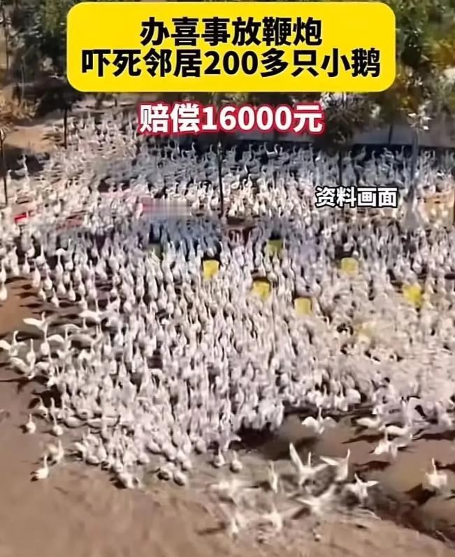 江苏连云港，王某家办喜事放鞭炮，却意外吓死邻居崔某养殖场200多只鹅苗。崔某索赔