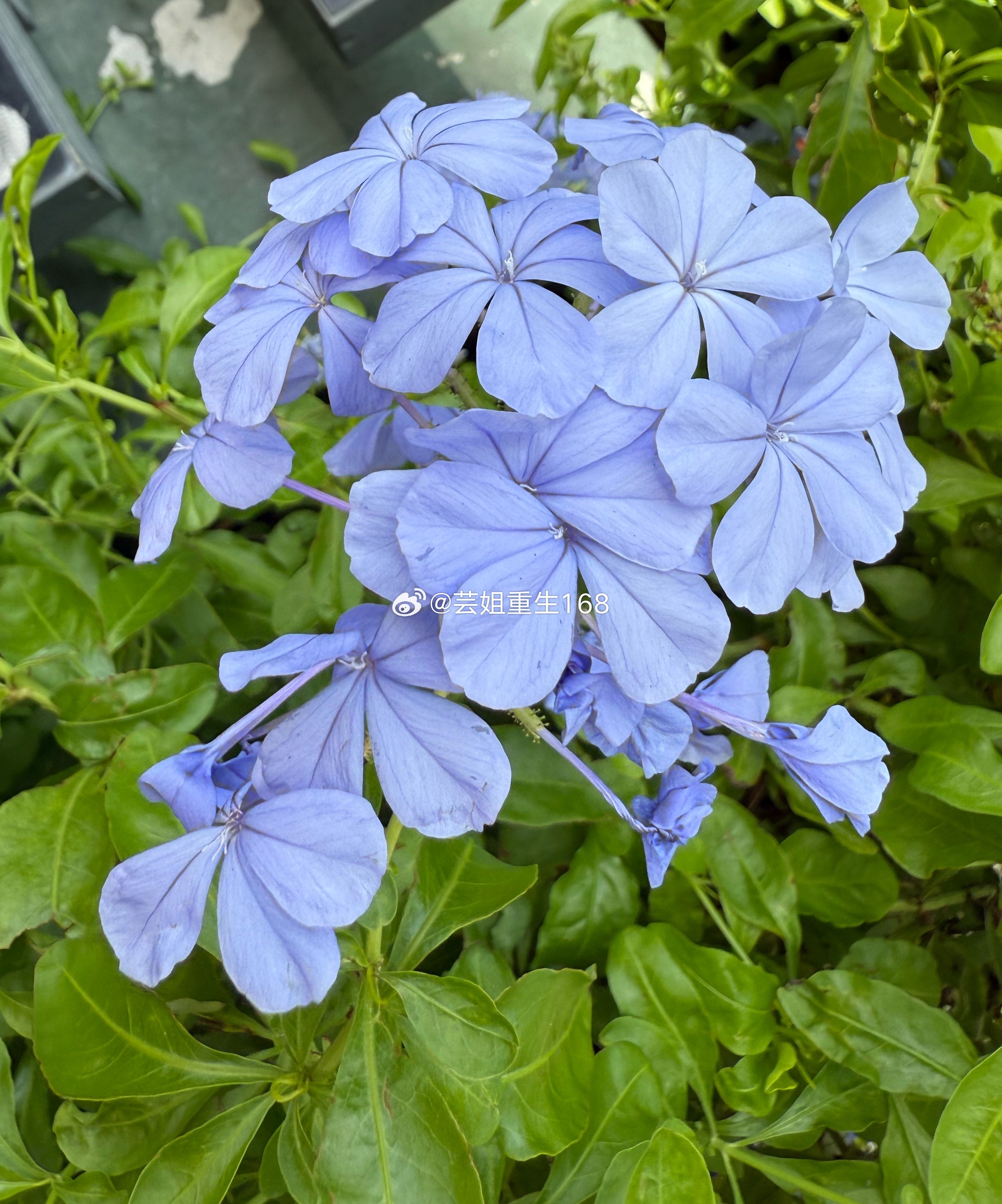 早，各位宝贝周末好[鲜花][鲜花][鲜花] ​​​