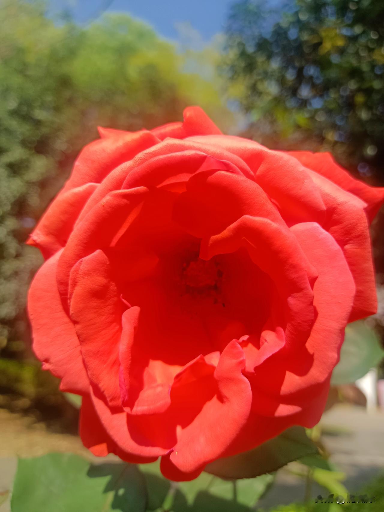 春天可以再浪漫些，微风、傍晚、鲜花和你。事情本身并不重要，重要的是，和你。