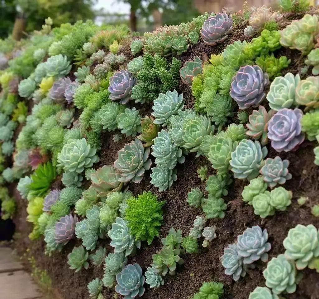 满满的治愈系多肉，让你的心情瞬间变好！💚🌱