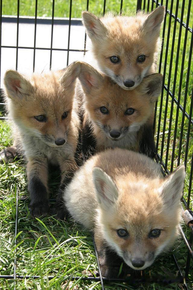 狐狐饿势力via：网页链接