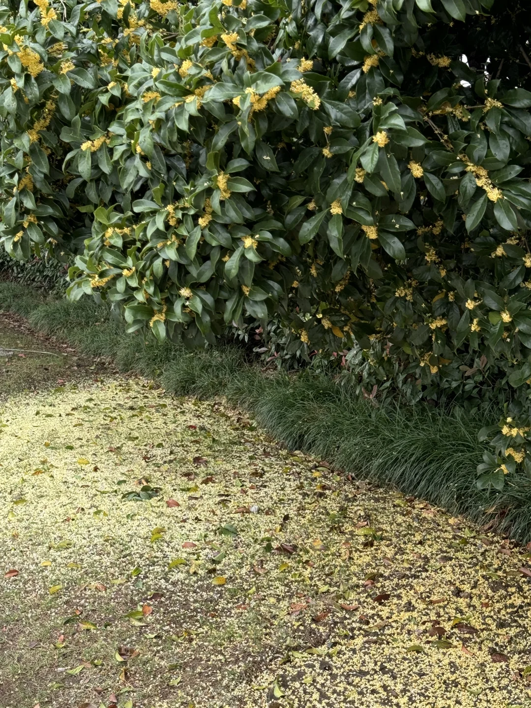 无锡！太香了！雨后桂花散落一地像星星💫