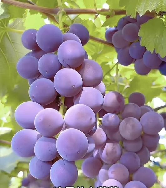 糖尿病患者可以适量吃葡萄
吗？
医生讲关键在“吃对方式”：葡萄GI值45~59（