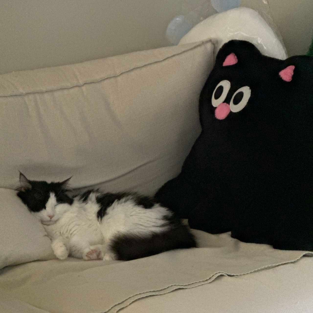 “拿遥控器换台最佳时机”daily奶牛猫 （投稿：） 
