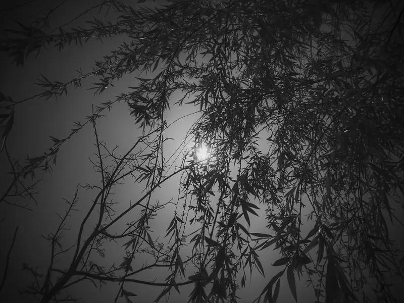 竹影清风摇月色，你来接下联梅香淡雪映春晖。