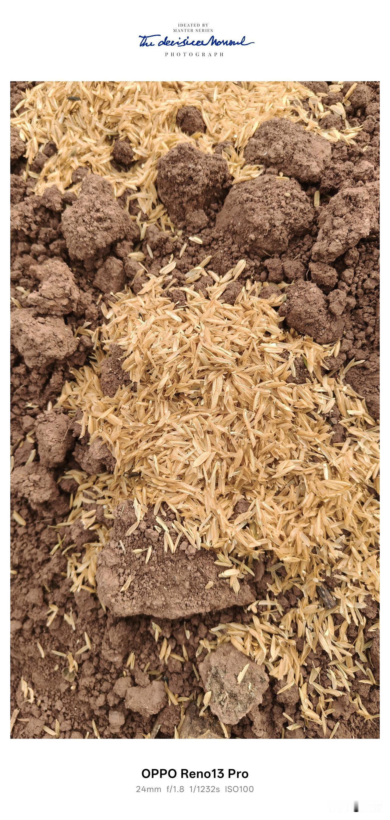 家乡的土地承包给了种药材的老板，现在已经中下去了，看这一拢一拢的地，你们知道这是