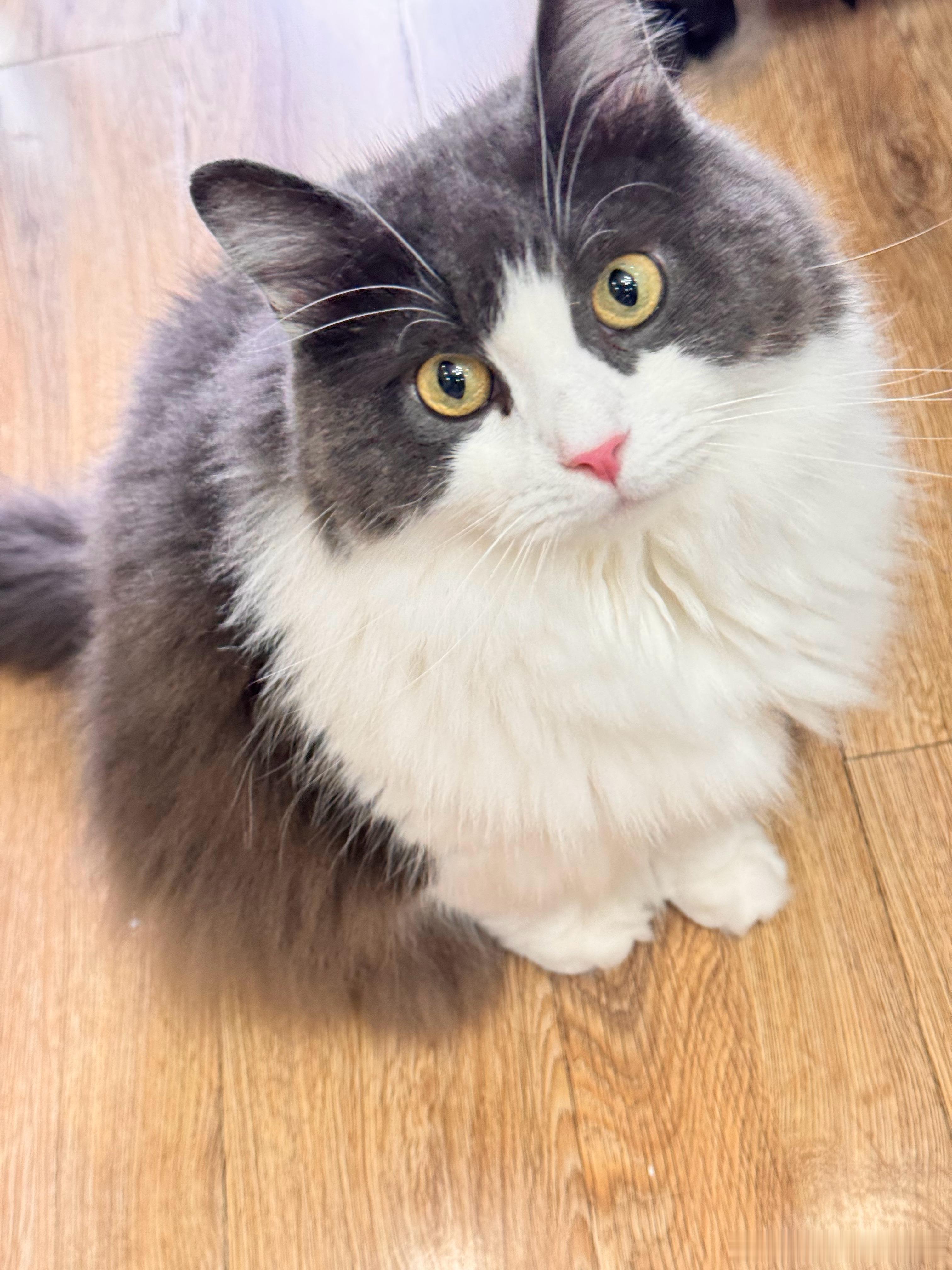 今天请假在家休息，猫师傅跳我床上陪睡。由于毛球是一只很爱给人按摩的猫所以一般我也