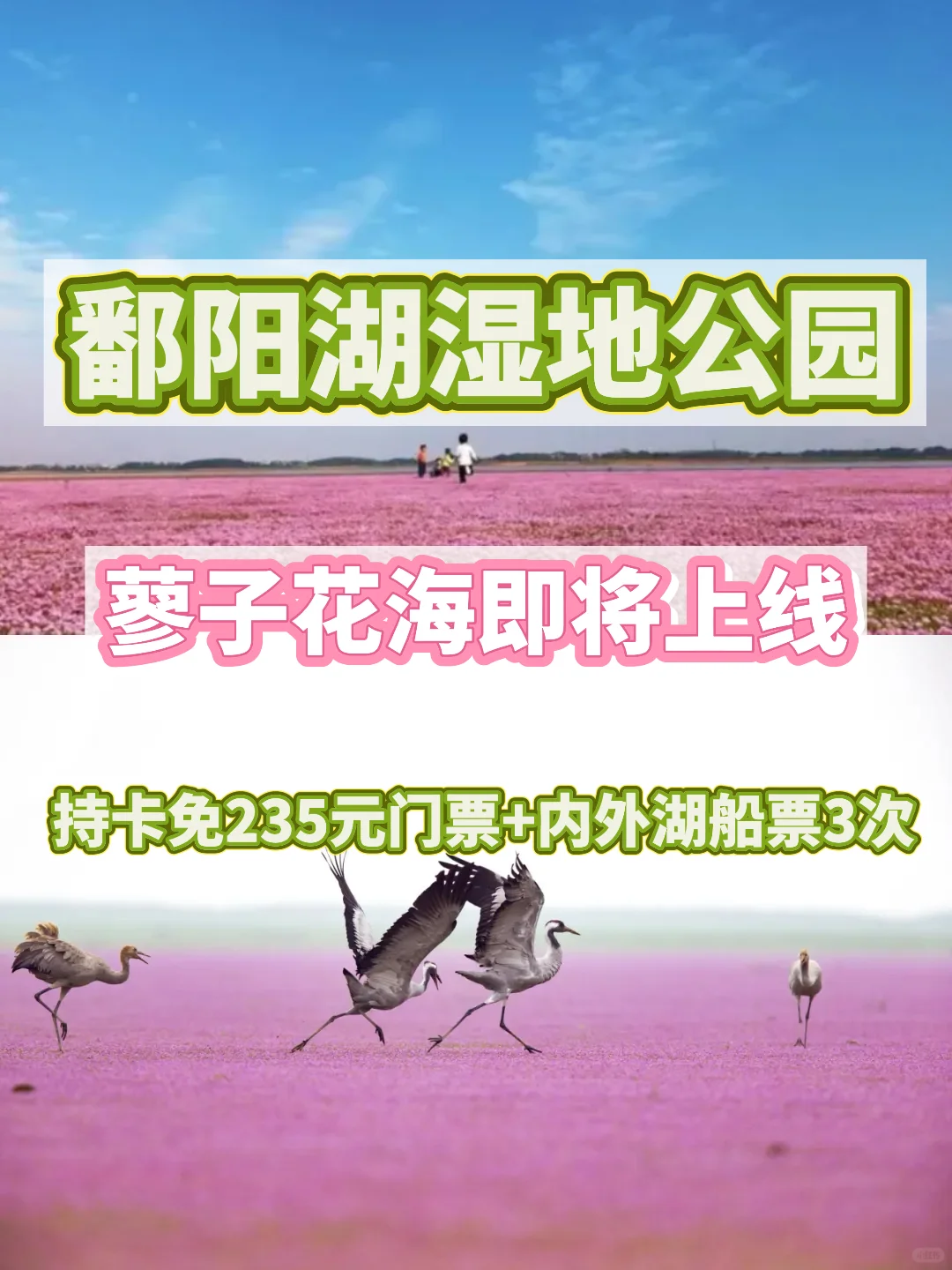 蓼子花开，候鸟归来！快来鄱阳湖湿地公园打卡