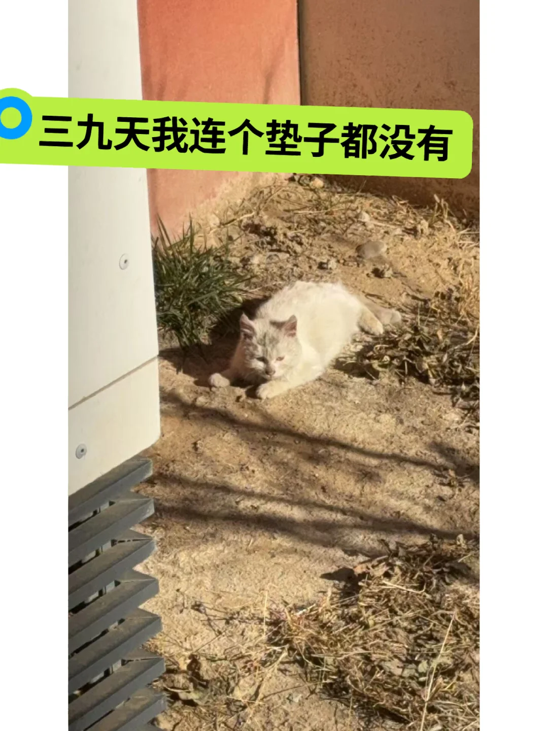 三九天我连个垫子都没有】委屈的小猫咪，这么冷，它连个垫子都没有，年纪不...