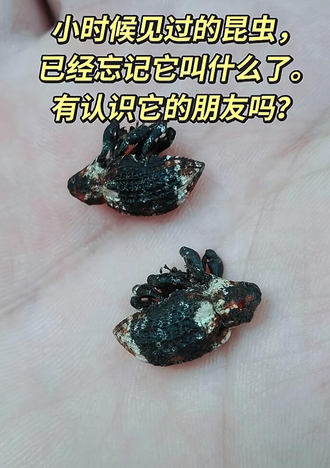童年回忆！小时候见过的昆虫，你还能认出几个？小时候好像香椿树上有。叫什么名字不知