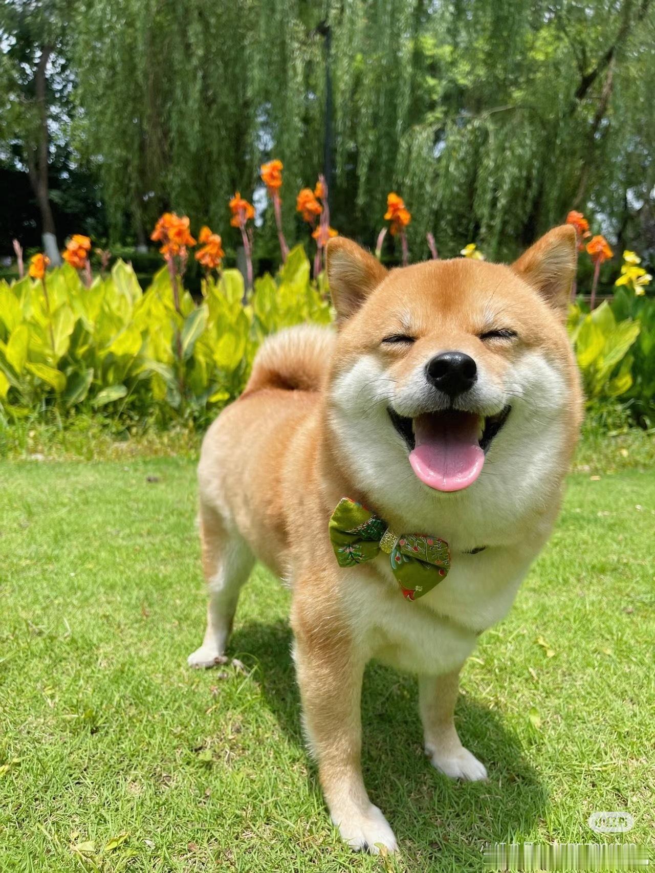 哈哈哈哈哈哈哈哈哈哈哈猫猫狗狗就这样一起笑着走下去吧 