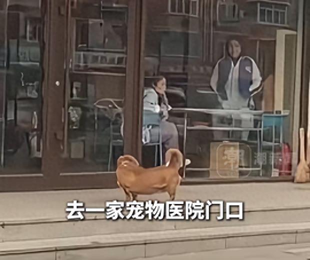 全网最记仇的小狗！辽宁辽阳，一只小狗每天雷打不动的来到一家宠物医院门口，这一来就