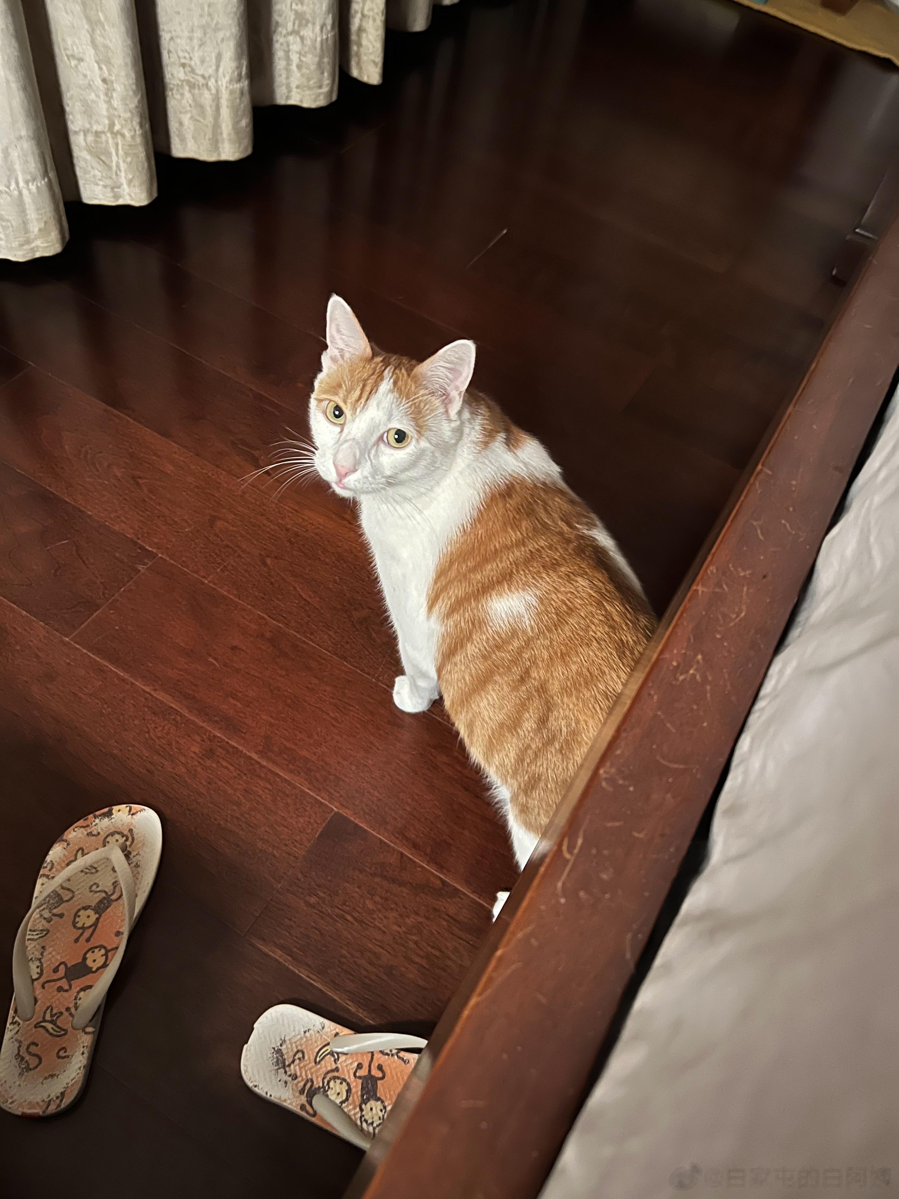 我现在看猴猴，除了嘴把子肉，其余部位顺眼多了，全靠同行陪衬[揣手] ​​​