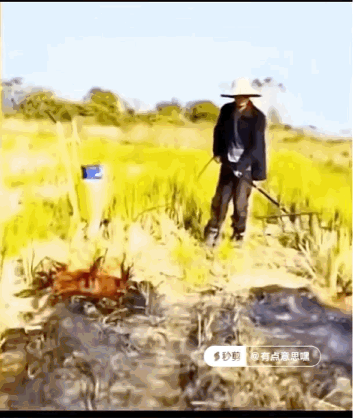 初看觉得可笑，细品却悲从中来

一老汉在地里焚烧秸秆，画外传来“不许烧秸秆”的阻