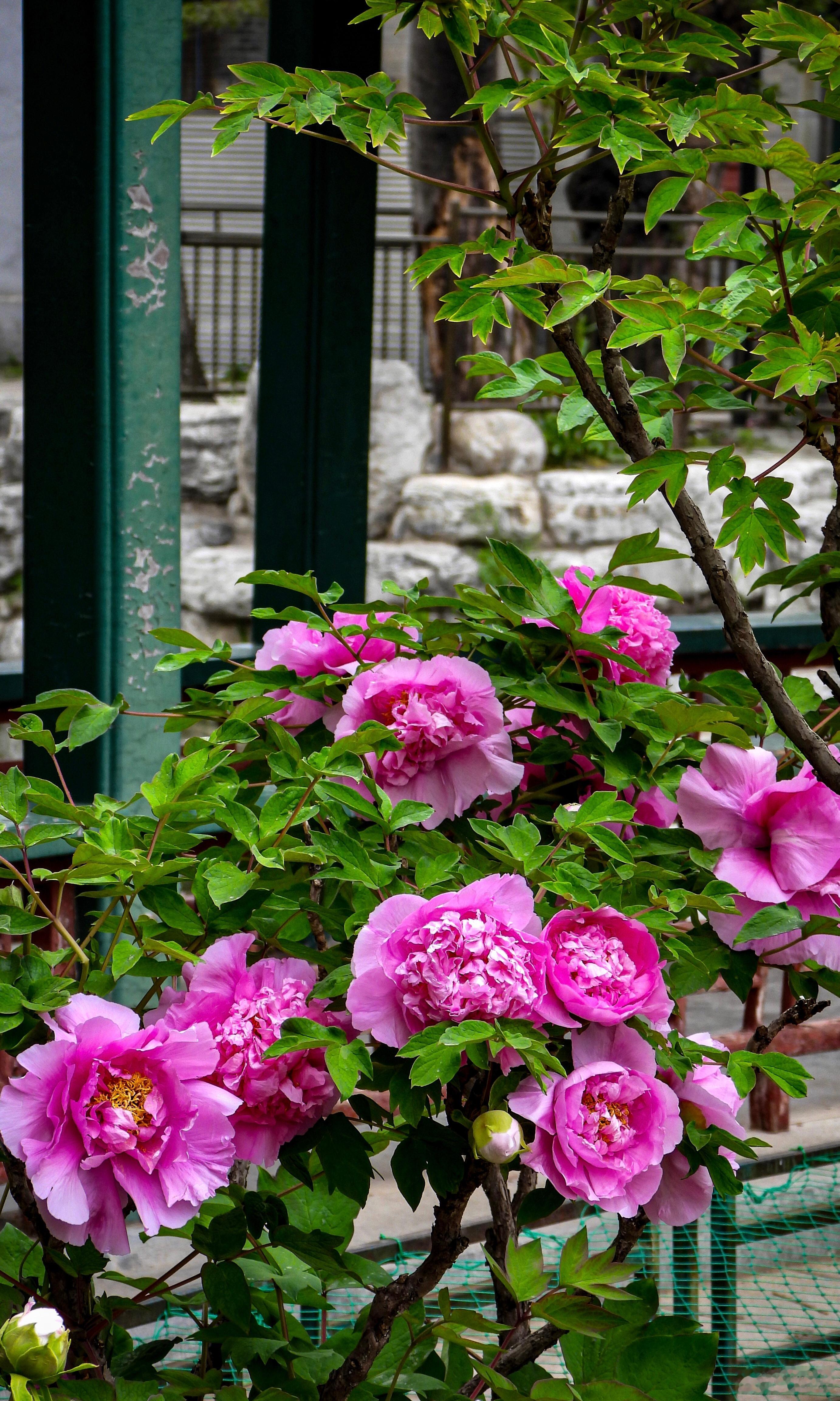 【北京动物园  牡丹花开】芳径通幽榭，朱栏护翠阴。游廊穿竹影，高阁映花深。露洗香