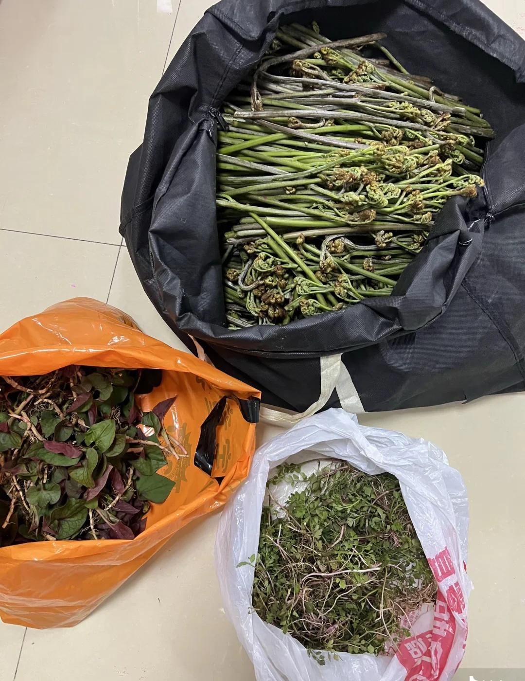 贵阳打野攻略分享｜带你实现蕨菜折耳根自由！
贵阳周边野菜采摘攻略，三次进攻枇杷冲