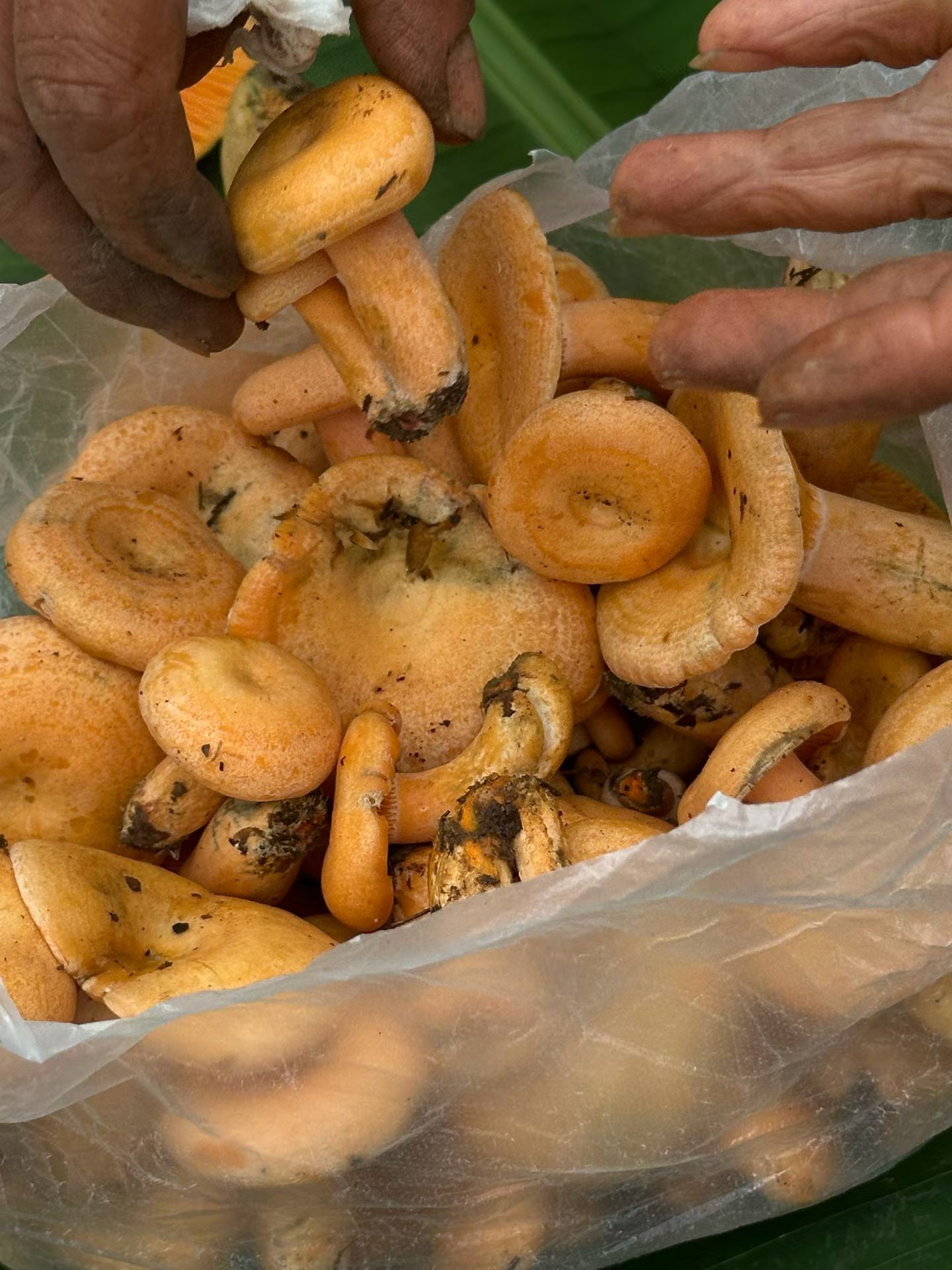 今天吃的松乳菌炒腊肉（成品忘记拍照了）中午的时候打算吃个布洛芬晚上继续跑步下午突