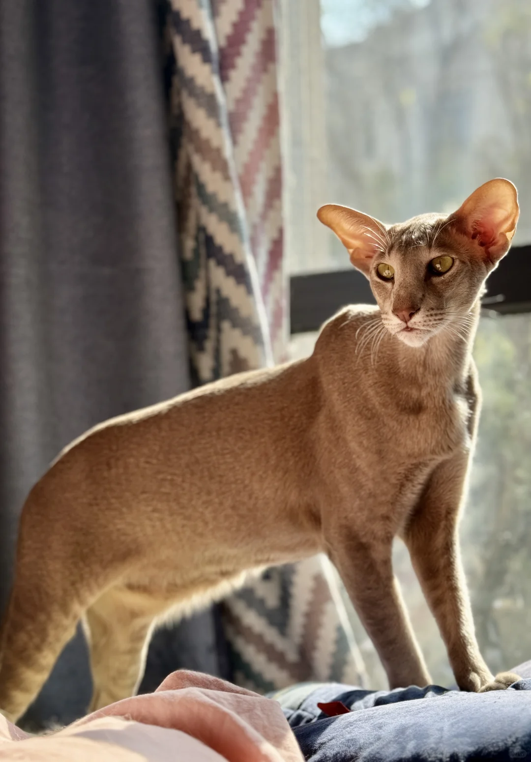 正经的小猫