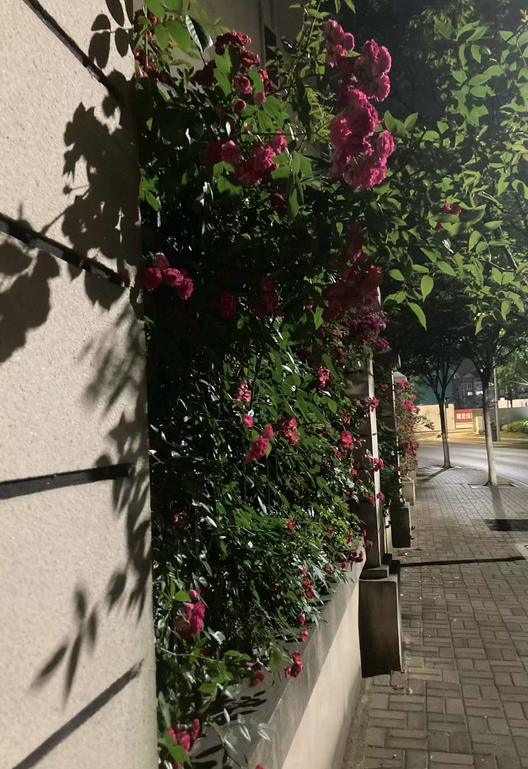 万物并秀夏启新章