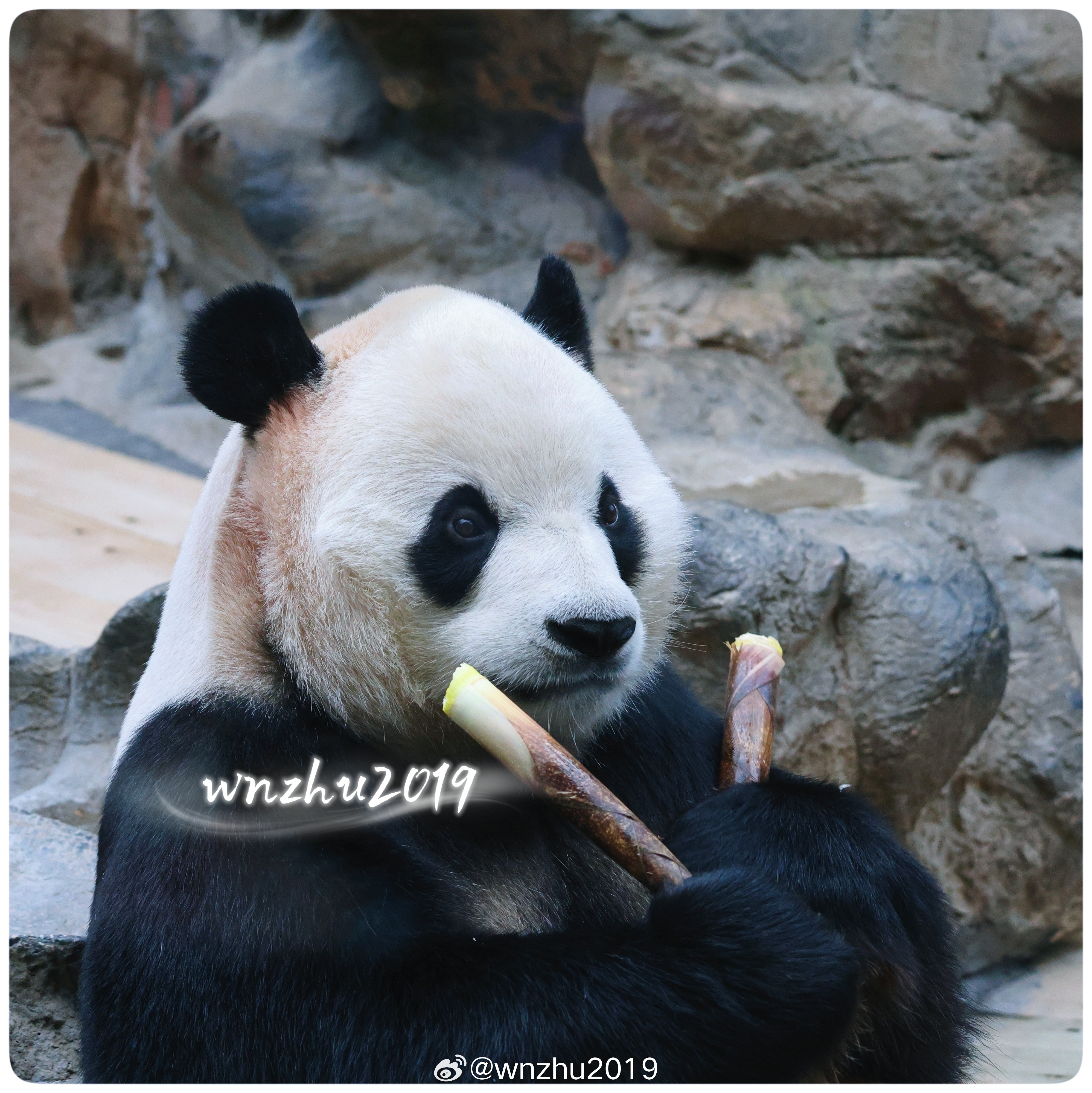 大熊猫胖大海 麻麻们。明天来看我，记得带礼物哈 