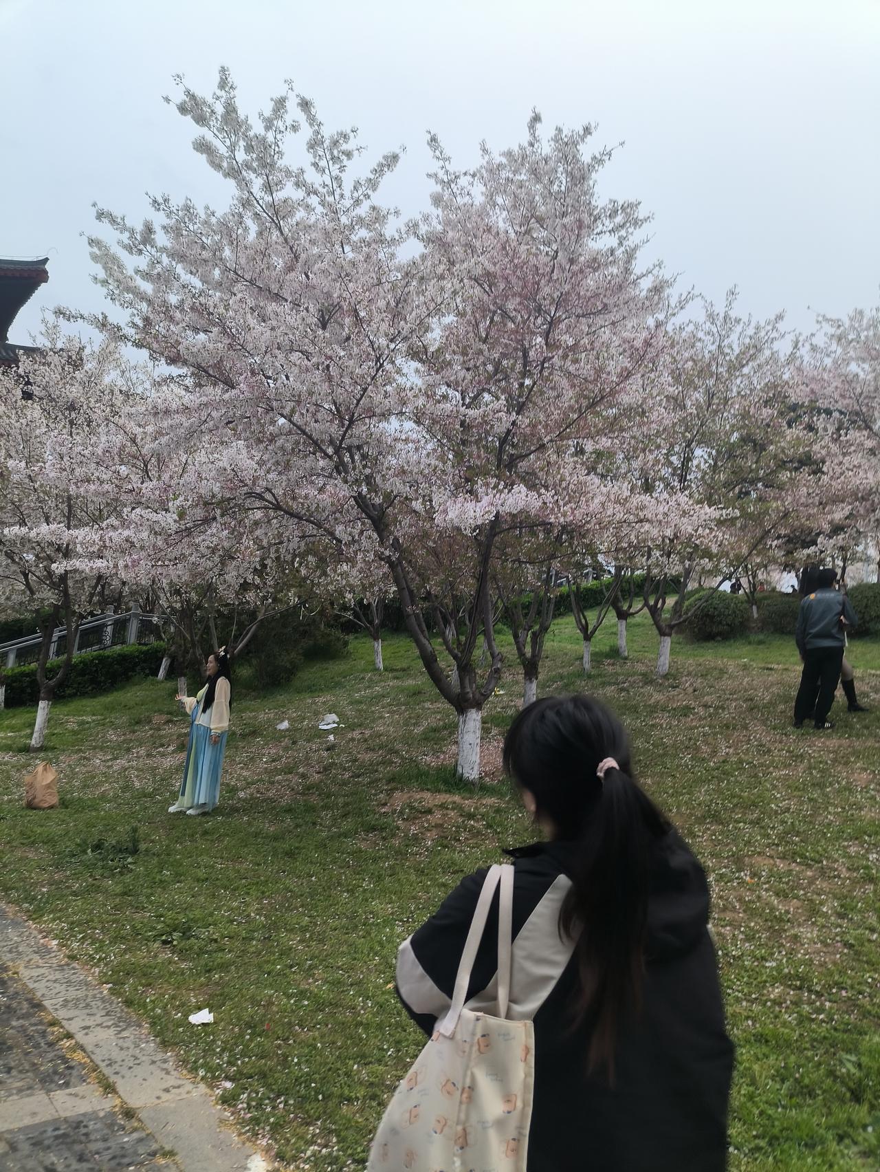 /梦想成真芬芳

樱花，春之绮梦

在春的温柔怀抱里


你，樱花，是最美的诗行