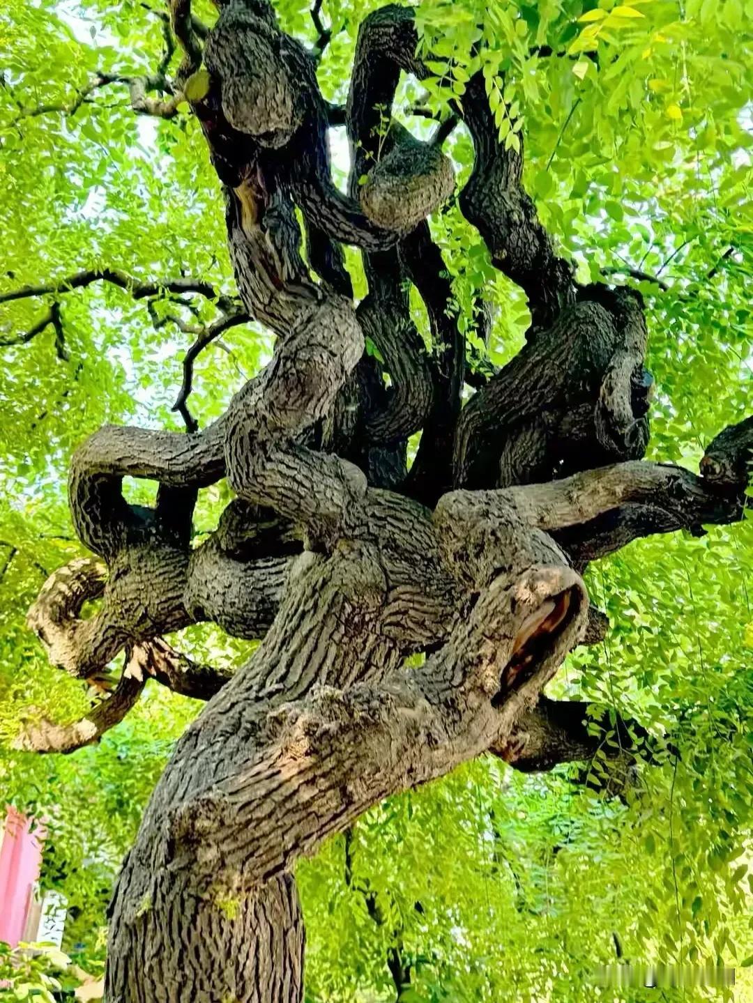 七言诗《自安心语》

先惜自身万事调，
尘缘看淡自逍遥。
随心顺意身常健，
淡素