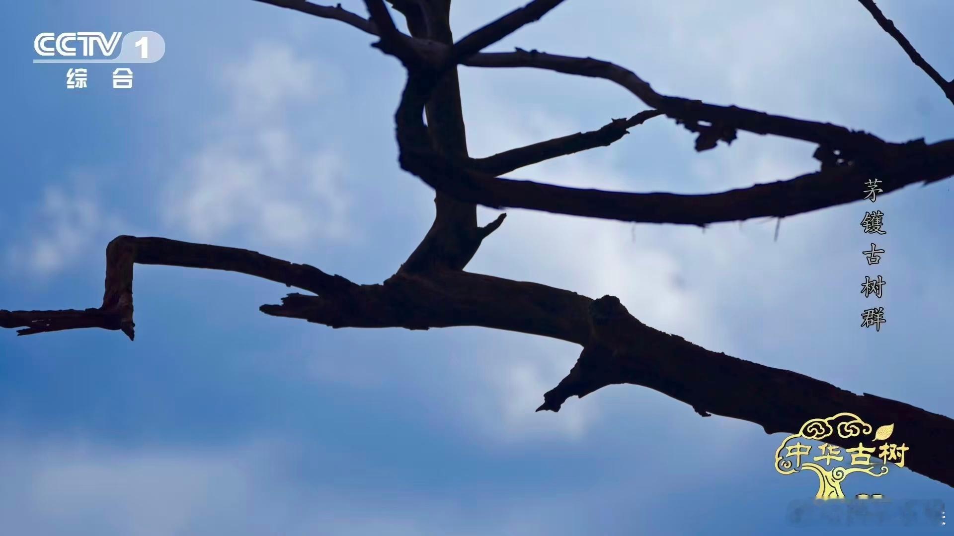 中华古树名不虚传！浙江宁波茅镬村的1000岁金钱松，熬过百万年前气候剧变存活至今