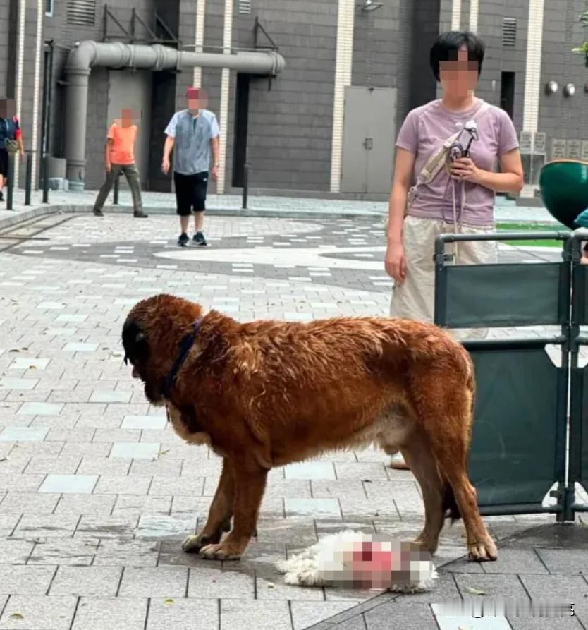 狗主要坐牢，大狗要不要 "偿命"？香港社会都吵翻了！
西班牙獒犬未拴绳扑杀两只小