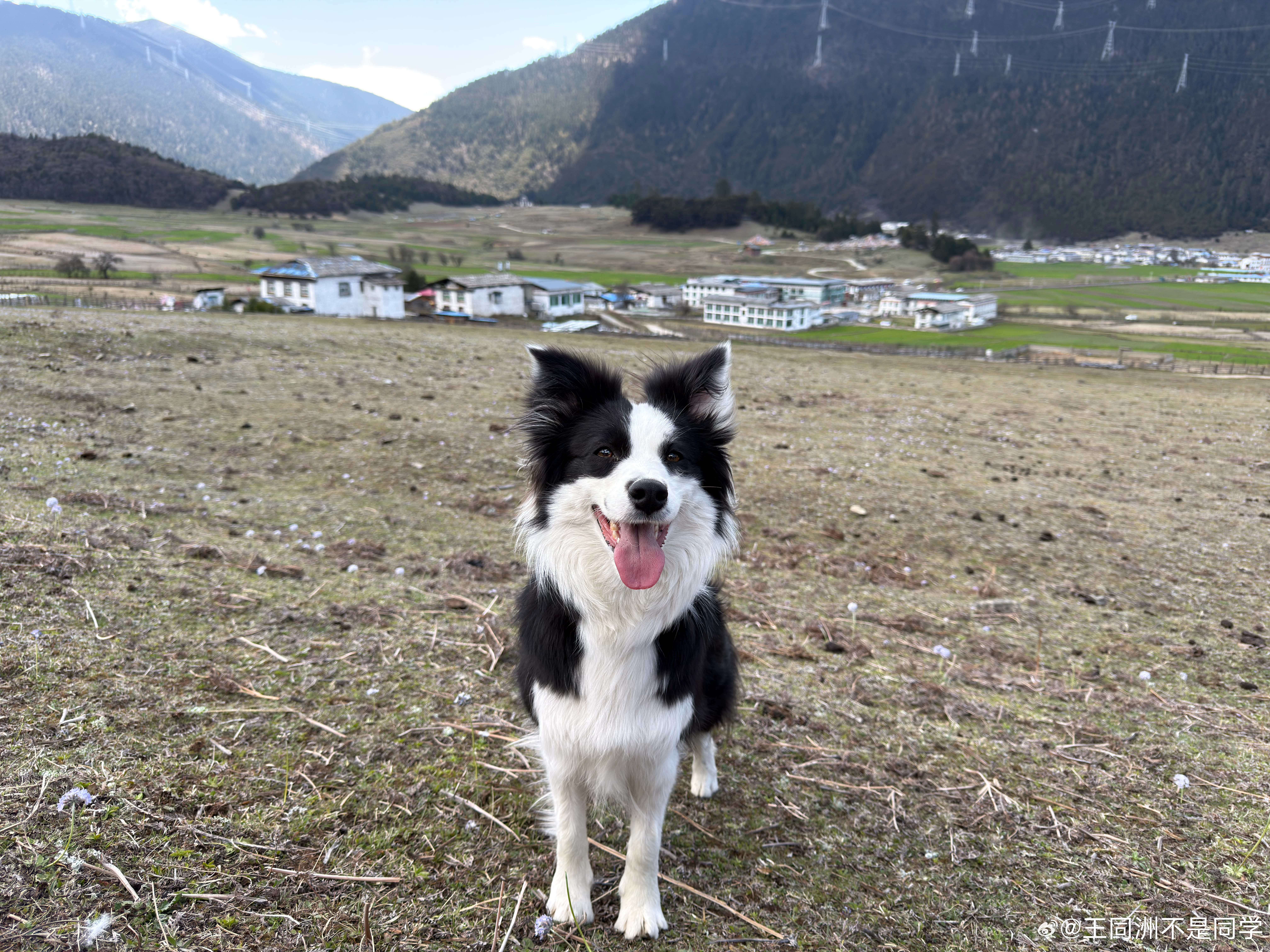 年薪19万放羊全年无休你愿意吗我靠我愿意啊！！！我还能出一只专门牧羊的狗，到时候