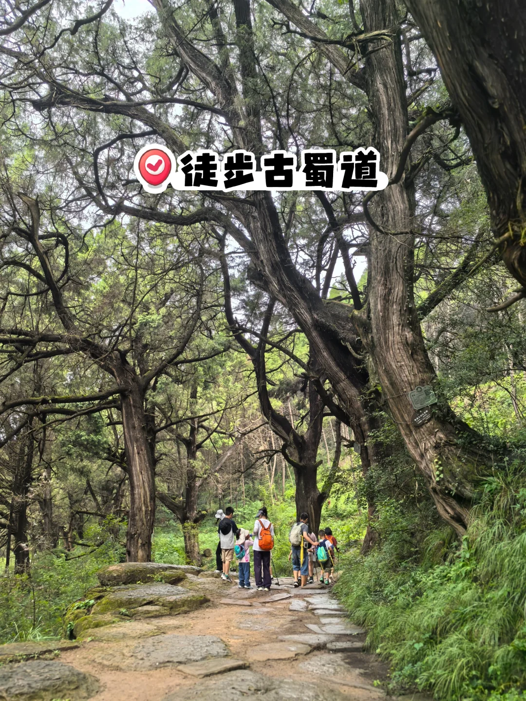 两天一夜Day1｜徒步古蜀道 ，触摸千年古柏