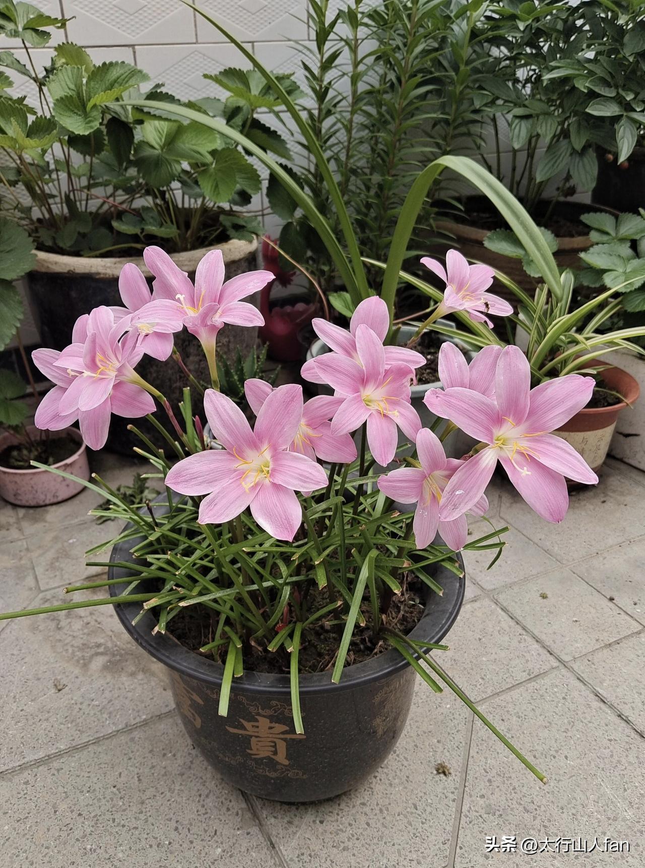 认一认人们房前屋后的韭莲
——韭莲（学名：Zephyranthes carina