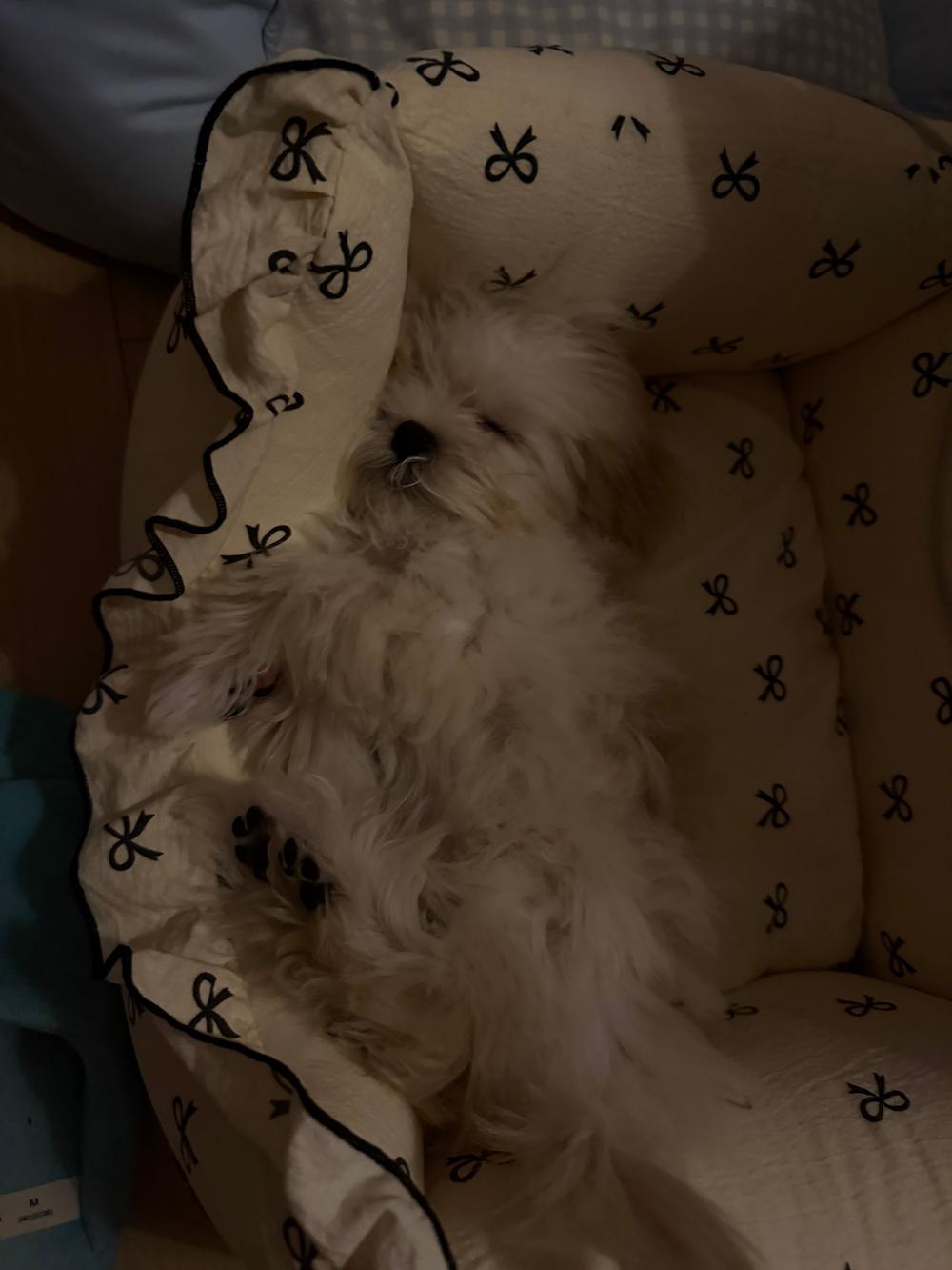 🐾 