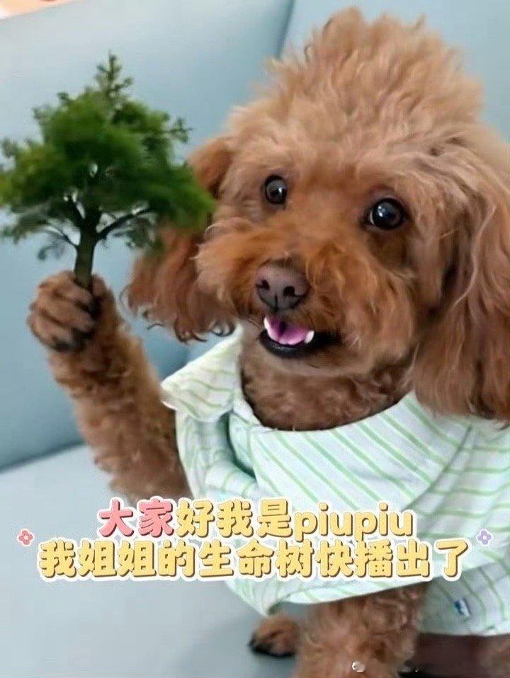 哈哈哈，我们的男主角pinpoint上线给杨紫姐姐宣传生命树啦！好可爱✧⁺⸜(●