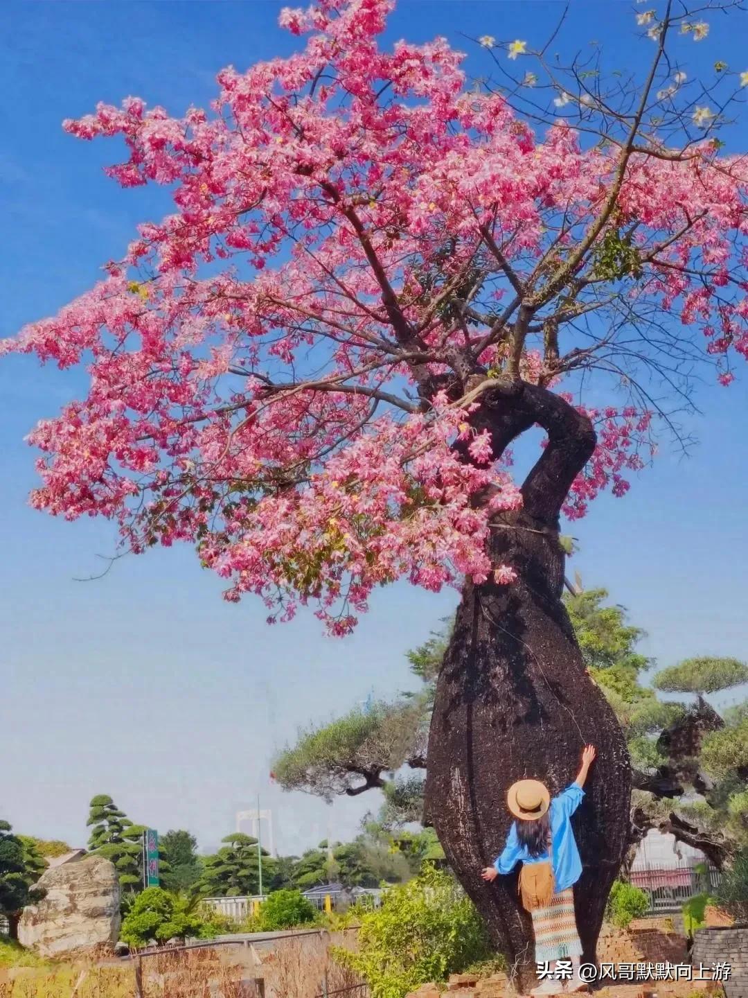 肚子越大，越繁花