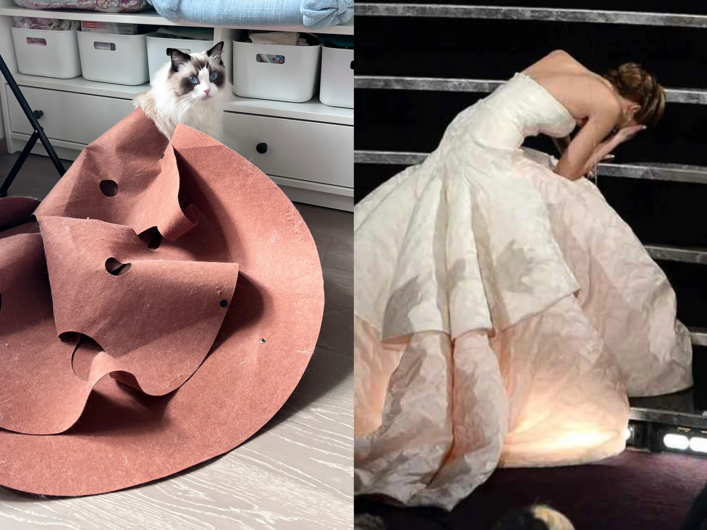 小猫咪也可以在家轻松穿高定