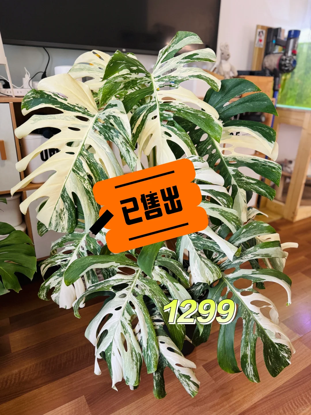 🗣️卖白龟啦