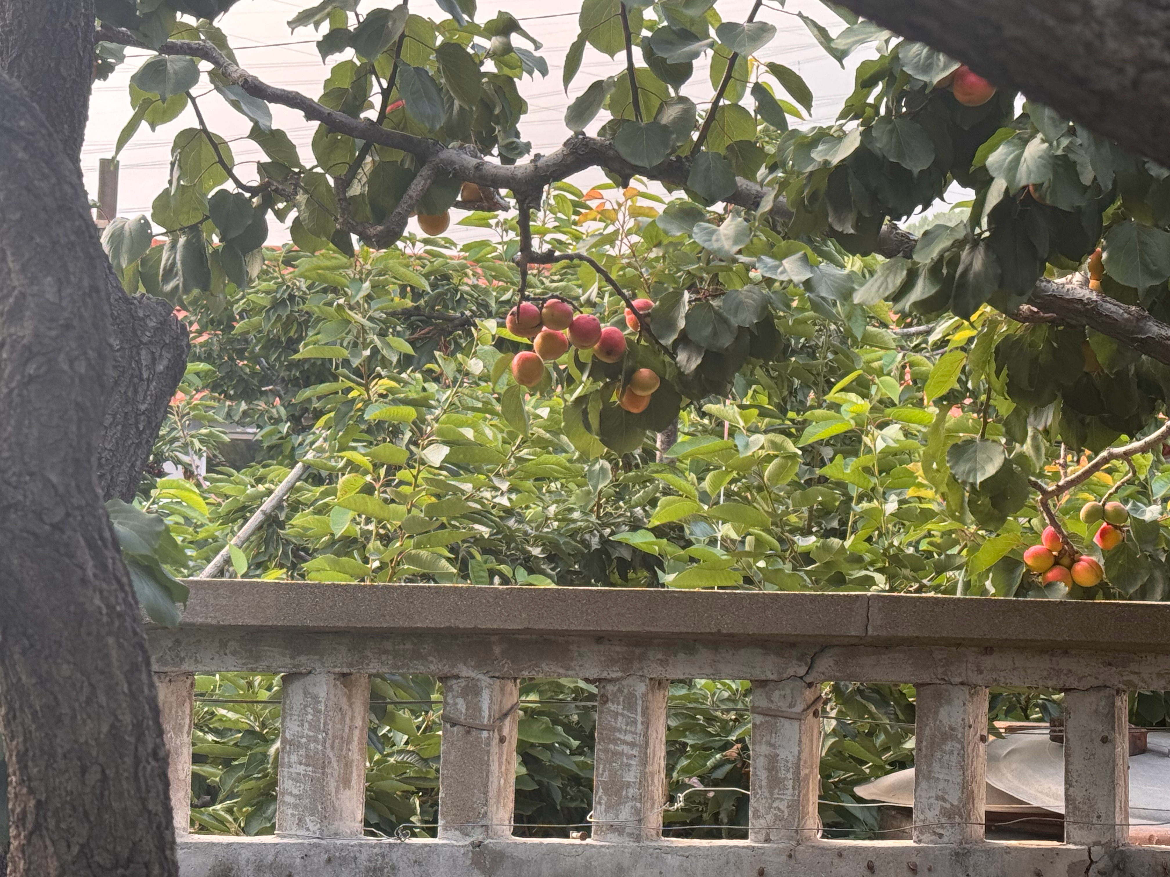 回家晒杏干。 大连·大黑山