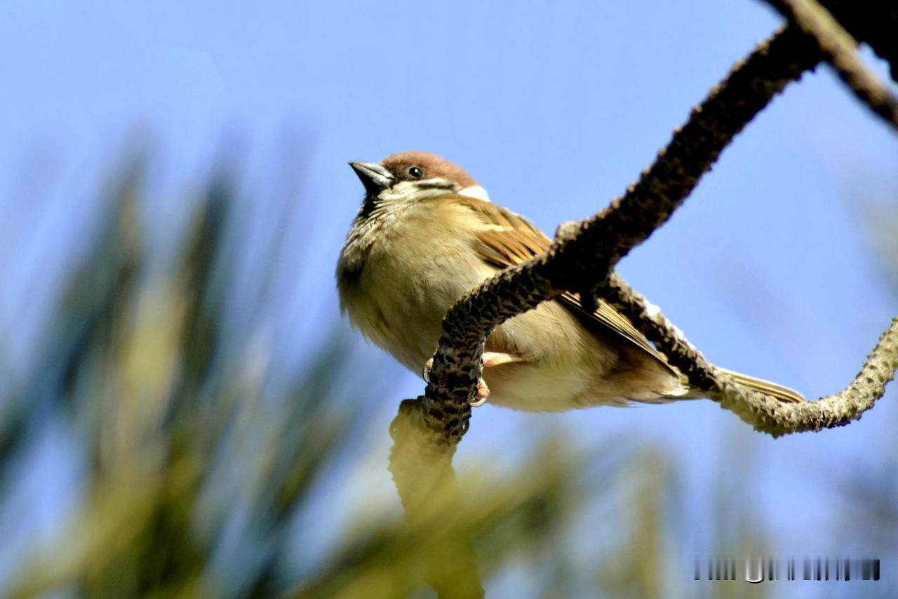 雀🐦之美
交换一张鸟类摄影照抓拍鸟美照 
野生鸟类摄影