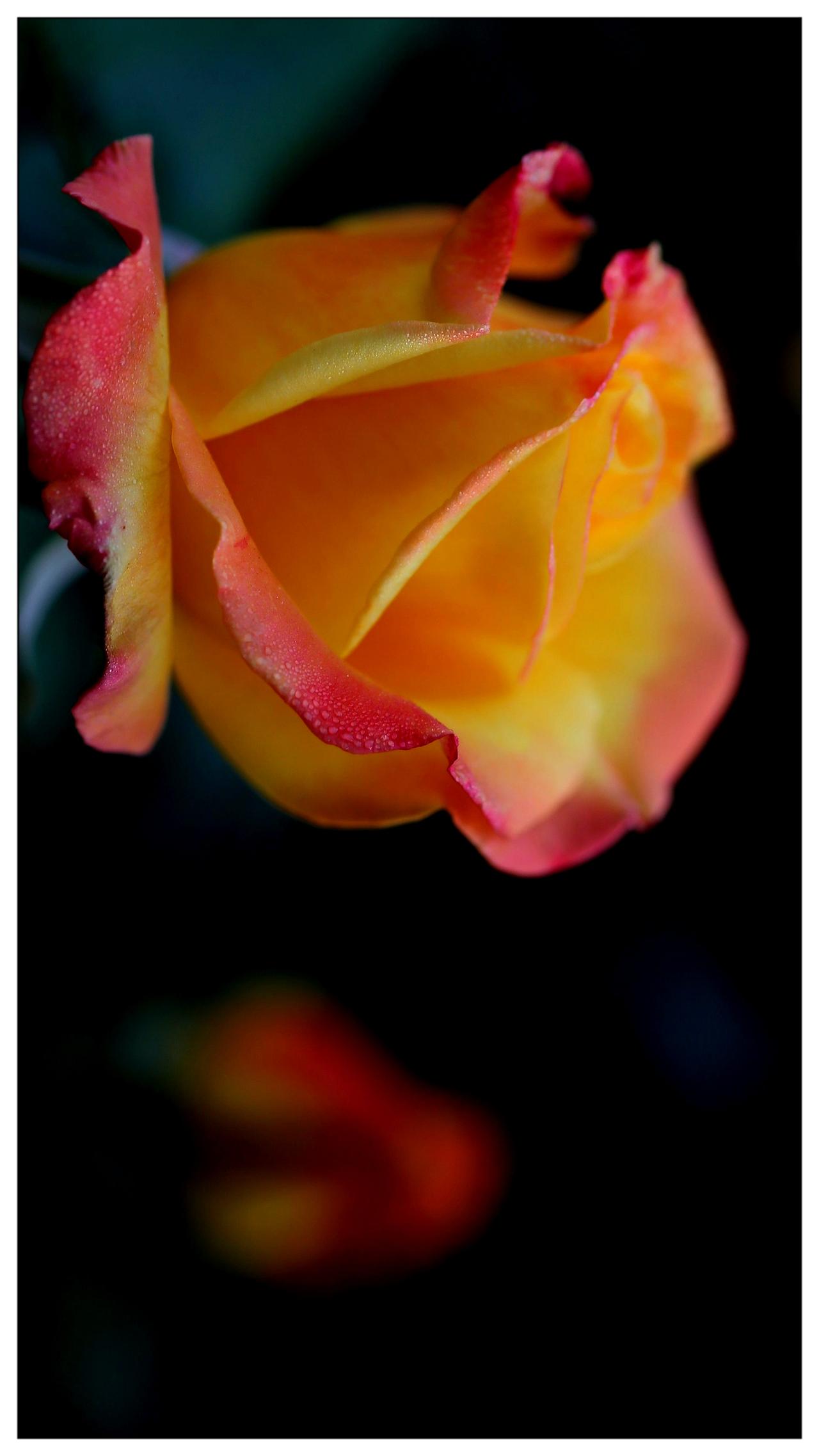月季花